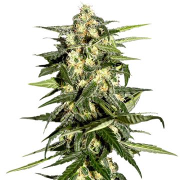 Jeck Herer Auto - Green House Seeds