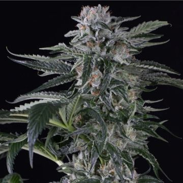 moby dick auto silent seeds