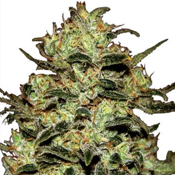 Green House Seeds Moby Dick - Femminizzata