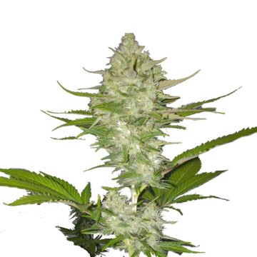 Royal Queen Seeds Candy Kush Express - Versione Fast Femminizzata