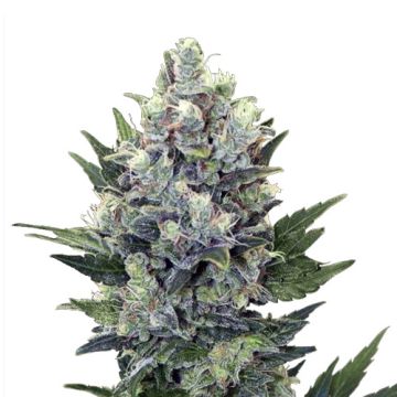 Royal Queen Seeds Northern Light Automatic - Autofiorente