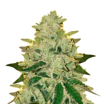 Royal Queen Seeds Royal Cookies Femminizzata