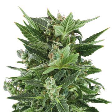 Royal Queen Seeds Royal Kush Automatic - Autofiorente