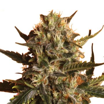 Royal Queen Seeds Royal Madre Femminizzata