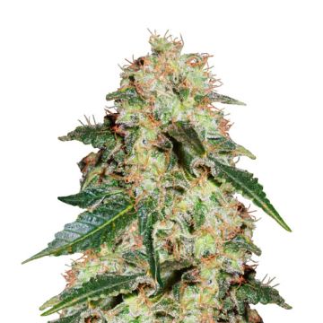 Royal Queen Seeds White Widow