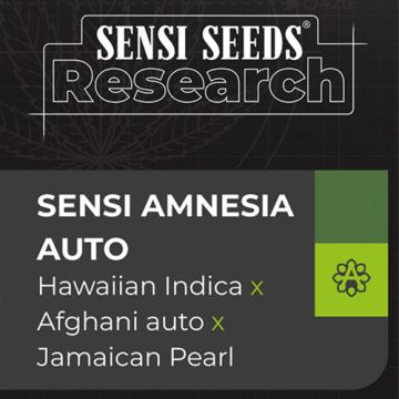 Sensi Seeds Sensi Amnesia - Autofiorente