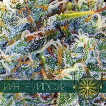 White Widow -1