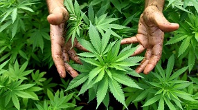 Nuova guida per la coltivazione di cannabis