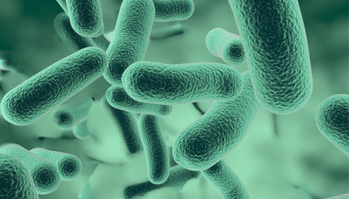 Lactobacillus e Microbi Benefici 
