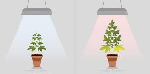 Le ore di luce nella coltivazione di cannabis indoor e all'aperto