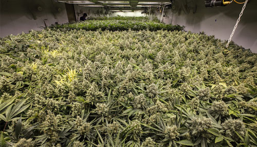 Sea of Green Tecnica di Coltivazione per Cannabis