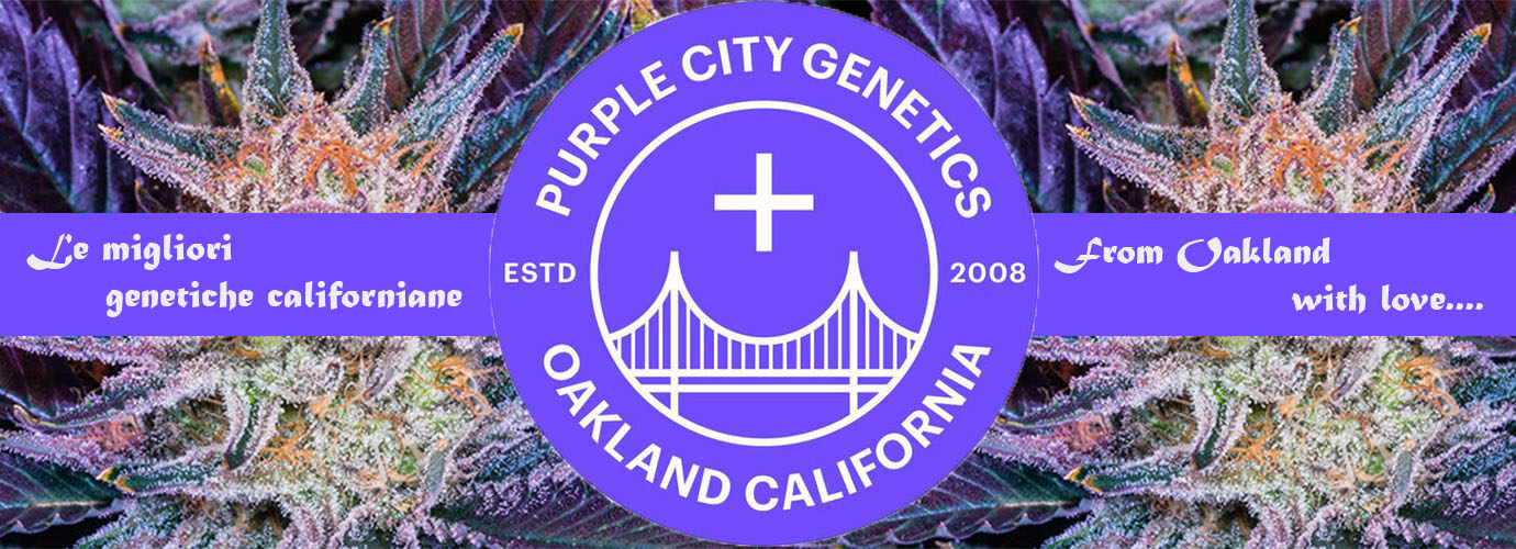 purple city genetics